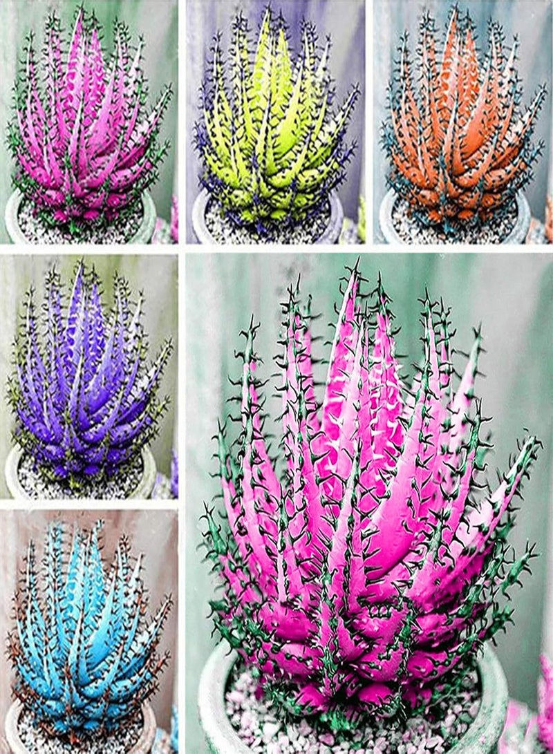 GGOOT 100Pcs/Bag Aloe Vera Seeds, Plant Mixs Lightweight Color Rustic Bonsai Seeds for Garden Decor Orange - Image 2