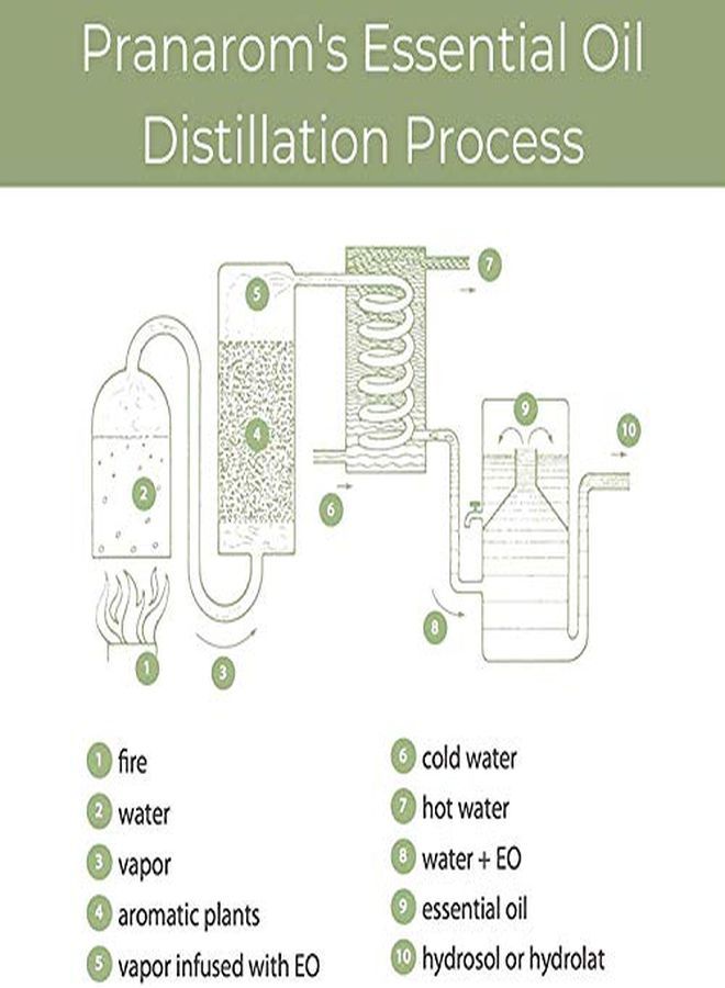 PRANAROM Vetiver Essential Oil (5Ml) 100% Pure Natural Therapeutic Grade Essential Oil For Diffusing, Skincare, And Wellness | Usda And Ecocert Certified Organic - Image 4