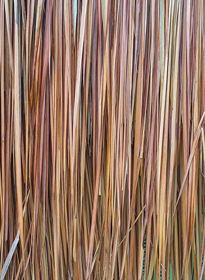 PRANAROM Vetiver Essential Oil (5Ml) 100% Pure Natural Therapeutic Grade Essential Oil For Diffusing, Skincare, And Wellness | Usda And Ecocert Certified Organic - Image 3