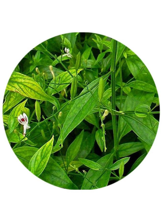 Saara مسحوق سارة العشبي الطازج نيلفيمبو، شيراتا، كيراياتا، كالميغ، مسحوق سيريانانغاي يساعد في إدارة مستوى السكر في الدم، 101غ (عبوة 1 × 101غ) - Image 3