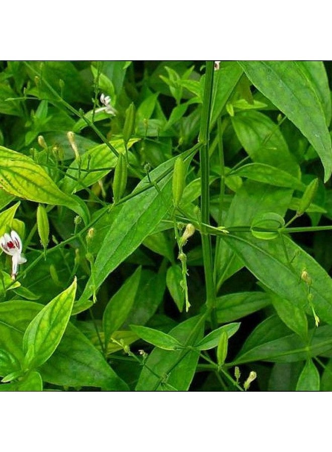 Saara مسحوق سارة العشبي الطازج نيلفيمبو، شيراتا، كيراياتا، كالميغ، مسحوق سيريانانغاي يساعد في إدارة مستوى السكر في الدم، 101غ (عبوة 1 × 101غ) - Image 4