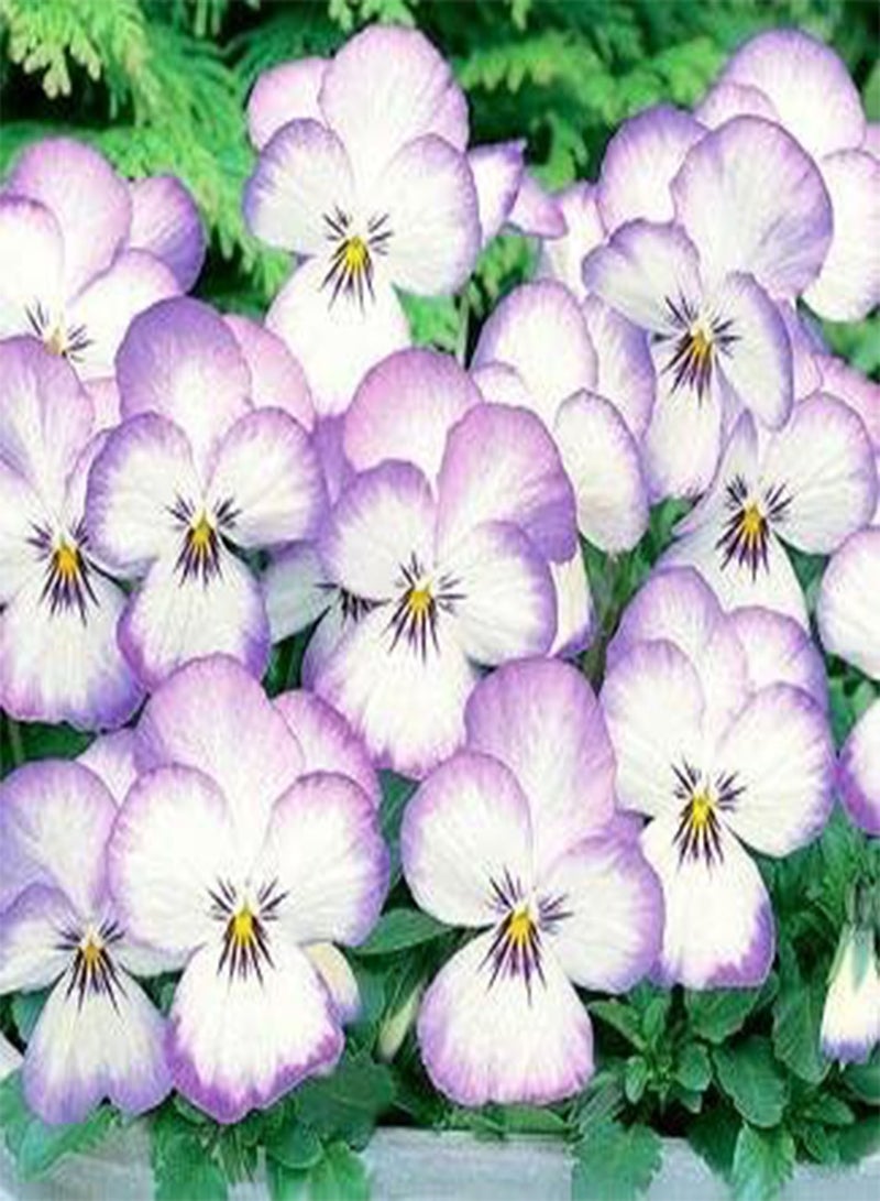 جي جوت فيولا ماجنيفيكو 100 بذرة