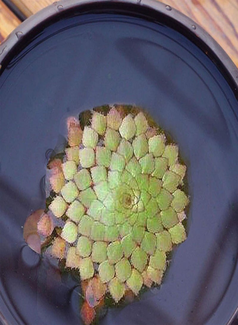 جي جوت بذور نباتات الزهور الخضراء للحديقة، 100 قطعة/الحقيبة، بذور نباتات مائية، نباتات زينة منزلية، بذور نباتات مائية - Image 1