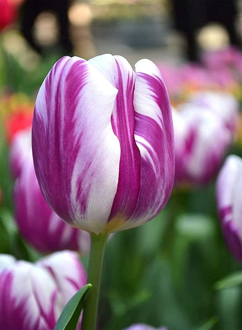 GGOOT 10Stück lila weiße Tulpenzwiebeln Topfblumenzwiebeln für Gartenblumentopfbepflanzung brauchen Nicht viel Pflege bringen Farbe in Ihren Garten - Image 2