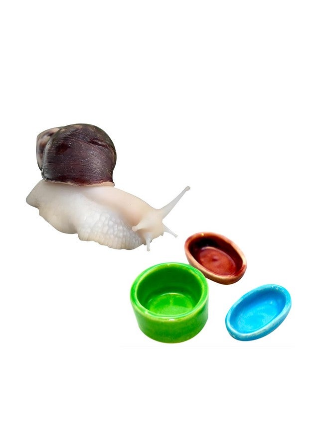 عبوة من 3 أوعية طعام وماء الحلزون لحلزونات الأرض، وعاء كالسيوم الحلزون الأليف، طبق تغذية الحلزون، مستلزمات الحلزون الأليف، أطباق الحيوانات الأليفة الصغيرة - Image 1