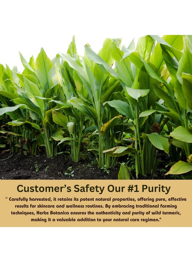 هيربس بوتيانيكا مسحوق الكركم البري من هيربس بوتانيكا، كركم كاستوري نقي 100% للوجه والعناية بالبشرة والجمال المنزلي - مسحوق طبيعي لعلاج حب الشباب والبقع الداكنة وفرط التصبغ، عبوة قابلة لإعادة الإغلاق، 5.3 أونصة - Image 4