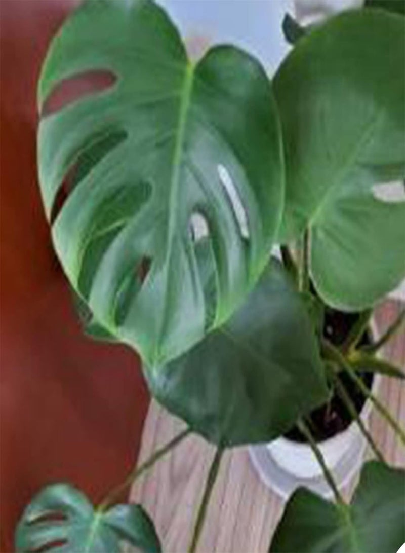 GGOOT 50Pcs Monstera Seeds Growing Kit, Leaf Balcony Decorative Potted Greenery Plant Seeds for Home Seeds 1size - Image 1