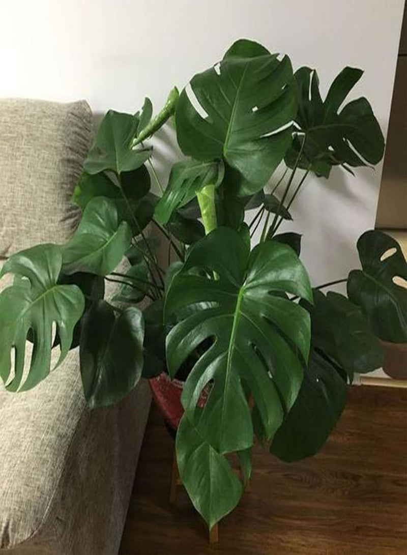 GGOOT 50Pcs Monstera Seeds Growing Kit, Leaf Balcony Decorative Potted Greenery Plant Seeds for Home Seeds 1size - Image 2