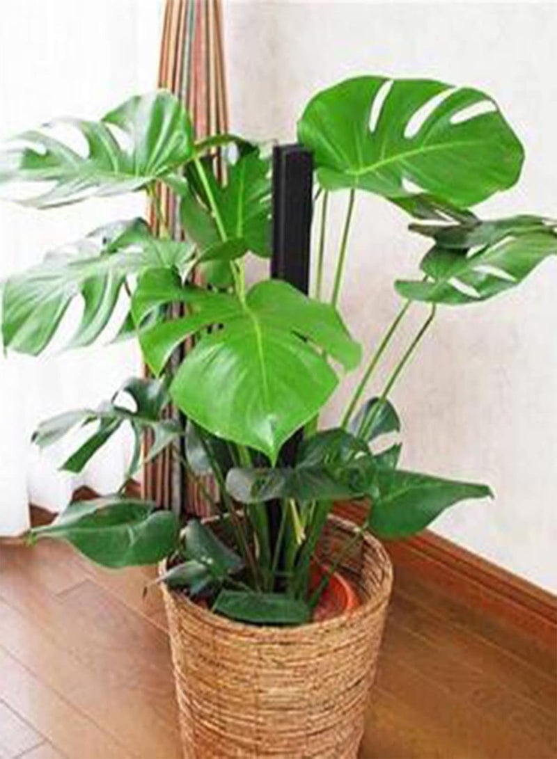 GGOOT 50Pcs Monstera Seeds Growing Kit, Leaf Balcony Decorative Potted Greenery Plant Seeds for Home Seeds 1size - Image 3