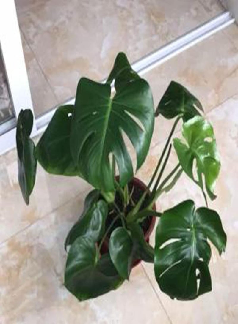 GGOOT 50Pcs Monstera Seeds Growing Kit, Leaf Balcony Decorative Potted Greenery Plant Seeds for Home Seeds 1size - Image 4