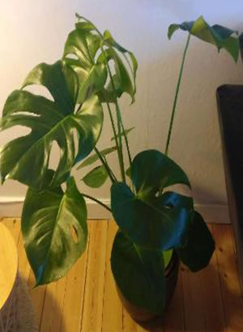 GGOOT 50Pcs Monstera Seeds Growing Kit, Leaf Balcony Decorative Potted Greenery Plant Seeds for Home Seeds 1size - Image 5