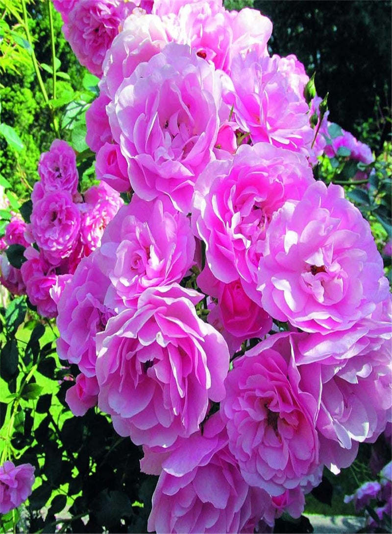 GGOOT Hibiscus Seeds Wild Flowers Seeds UK Bees Seeds for Gardening Oriental Flower Seeds-100 PCS,C 