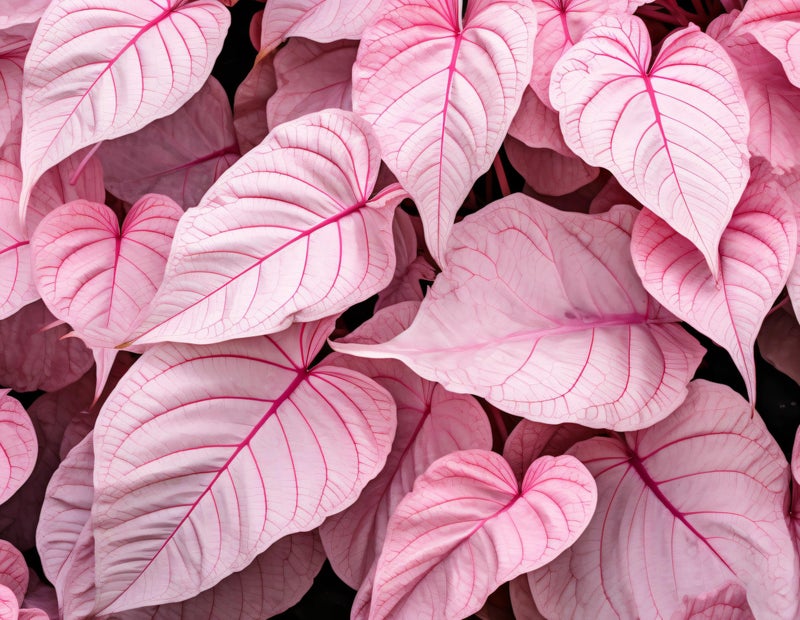 CZ Grain 6 Pinky Swear Caladium Bulbs for Planting - Perennial Hosta, Elephant Ears, Fancy (6 Bulbs) - Image 1