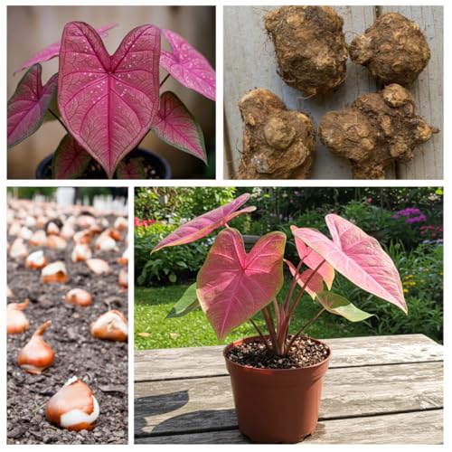 CZ Grain 6 Pinky Swear Caladium Bulbs for Planting - Perennial Hosta, Elephant Ears, Fancy (6 Bulbs) - Image 3