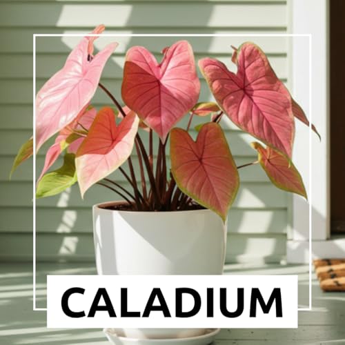 CZ Grain 6 Pinky Swear Caladium Bulbs for Planting - Perennial Hosta, Elephant Ears, Fancy (6 Bulbs) - Image 4