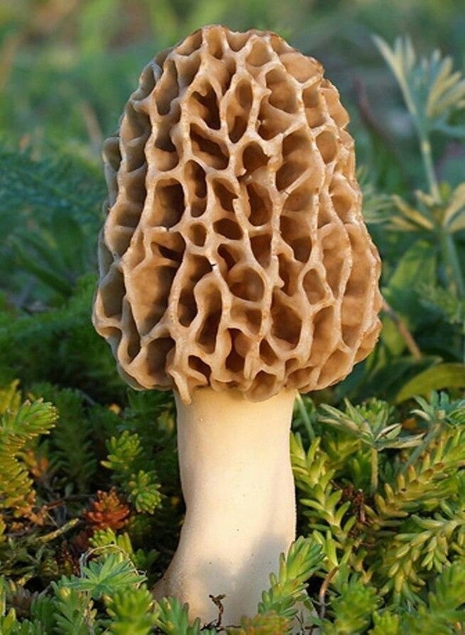 Nature's Treasures TRUE morel mushroom grow kit grow morel mushrooms at home and garden - Image 1
