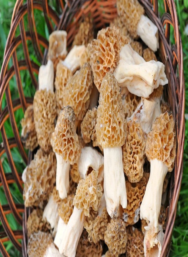 Nature's Treasures TRUE morel mushroom grow kit grow morel mushrooms at home and garden - Image 2