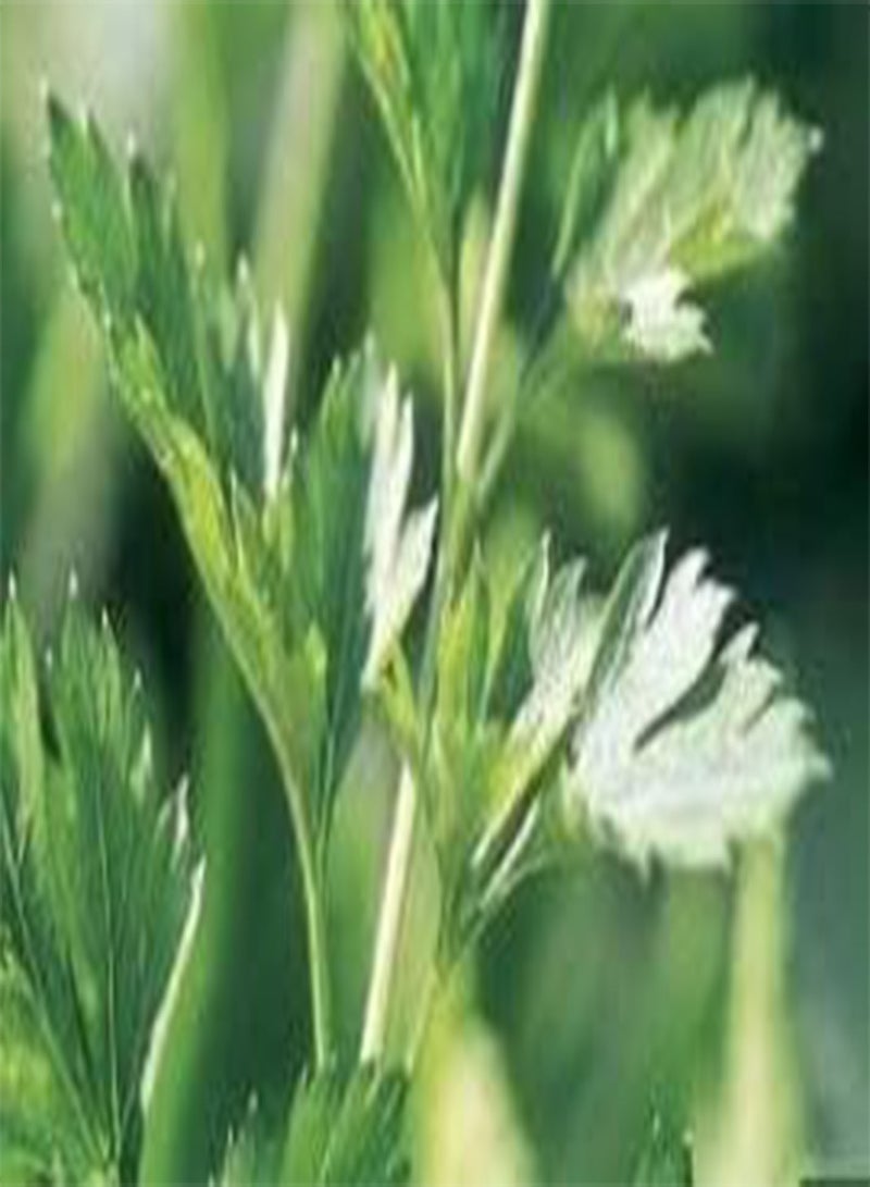 GGOOT Seeds of Parsley Plain Leaved 2