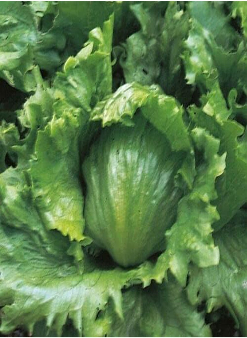 GGOOT Lettuce, Lactuca Sativa, 1400 Seeds by Heavy Torch  - Image 1