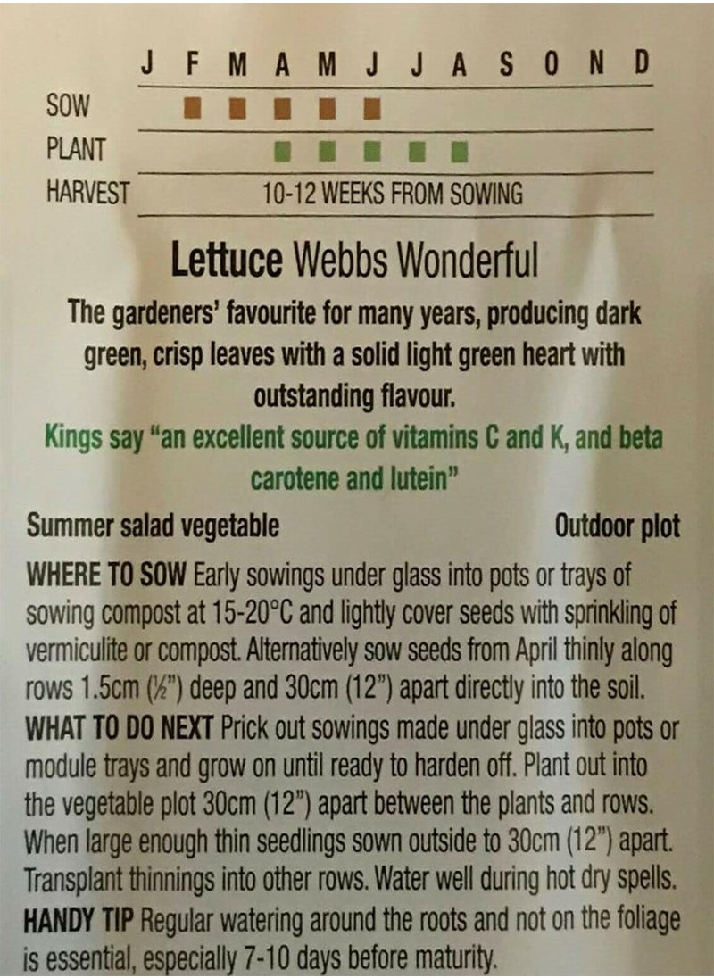 GGOOT Lettuce, Lactuca Sativa, 1400 Seeds by Heavy Torch  - Image 3