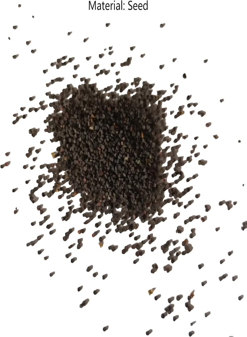 GGOOT 20Pcs/Bag Amaryllis Seeds Fast Growing Landscaping Non-GMO Easy Care Amaryllis Seeds Houseplants Garden Supplies White - Image 2