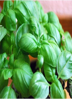 Ocimum basilicum, Sweet Basil, 2.5g Approx 1750 Seeds