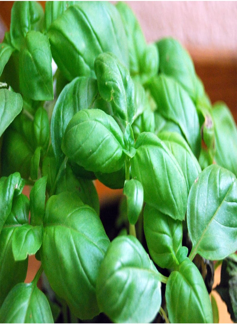 GGOOT - Ocimum basilicum, Sweet Basil, 2.5g Approx 1750 Seeds - Image 1