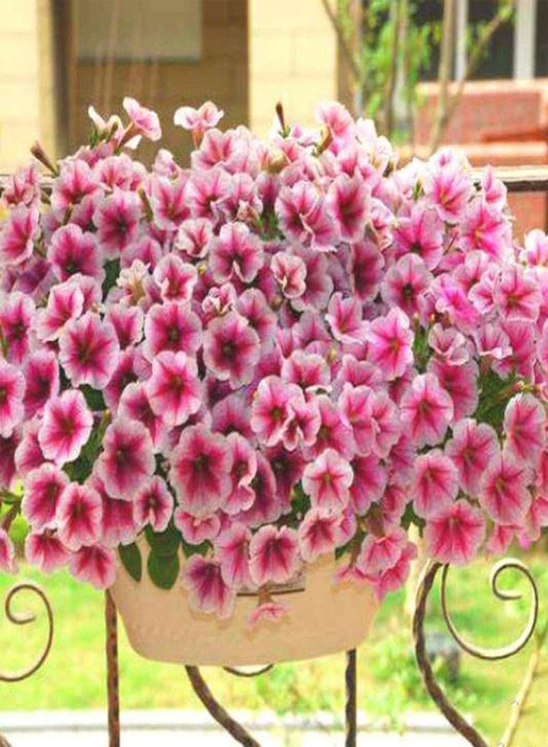 GGOOT 100pcs Roze  Zaden Perennial Maken Opknoping Manden Geschikt Bloem Bedden Vensterbank Decoratie Goede Ecologische Effect - Image 2