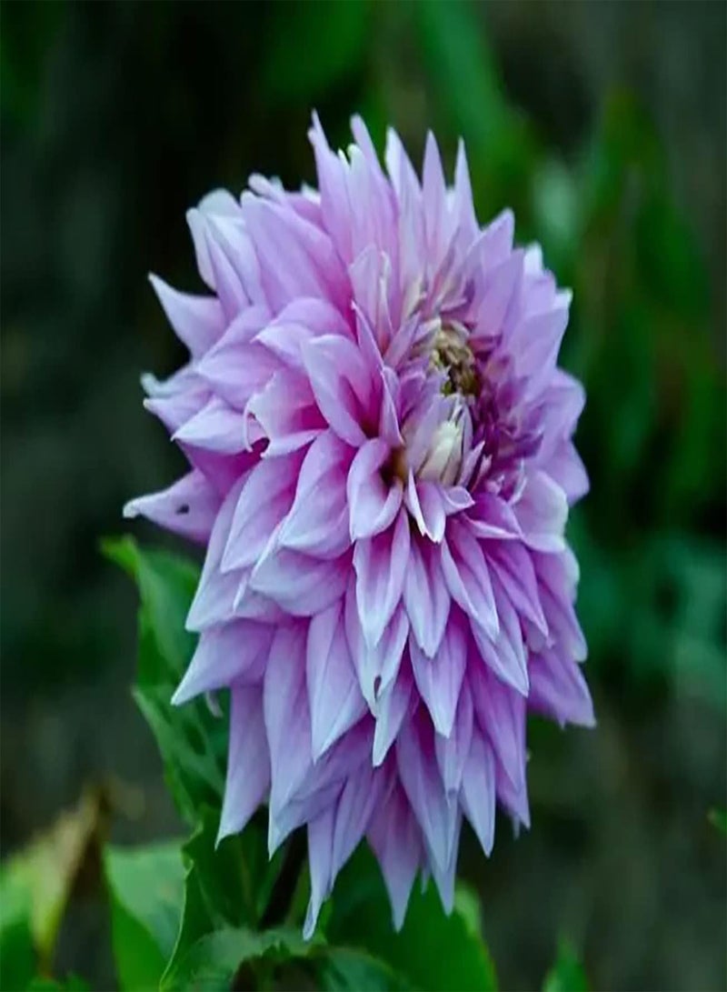 GGOOT 2pcs Paarse Dahlia Bollen Zeldzame Bloem Type Vaste Plant Kruid Plant Tuin Decoratie Trekt Bijen Vlinders Exotische Artistieke Bloemvorm Unieke - Image 2