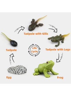 lelewu 5-Piece Frog Growth Cycle Model Figure, Realistic Animal Figurines, Animal Growth Cycle Biological Model, Lifelike Frog Life Cycle Model Set for Kids Education, Learning Gifts, Party Favors  - Image 2