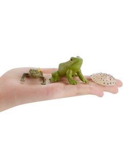 lelewu 5-Piece Frog Growth Cycle Model Figure, Realistic Animal Figurines, Animal Growth Cycle Biological Model, Lifelike Frog Life Cycle Model Set for Kids Education, Learning Gifts, Party Favors  - Image 3