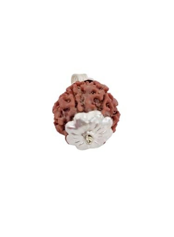 Certified Gems 6 Mukhi Rudraksha Pendant 6 Face Rudraksha 6 Mukhi Rudraksha Original Certified Nepal 6 मुखी Shiva 6 Mukhi Nepali Rudraksha Six Mukhi Rudraksha by Certified Gems - Image 3