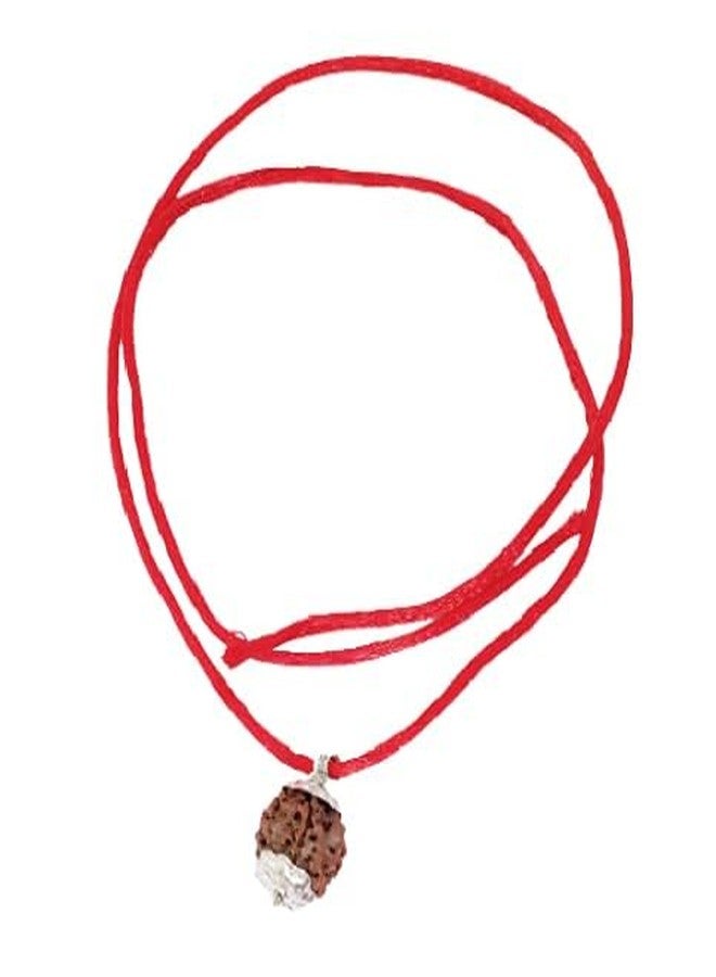 Certified Gems 6 Mukhi Rudraksha Pendant 6 Face Rudraksha 6 Mukhi Rudraksha Original Certified Nepal 6 मुखी Shiva 6 Mukhi Nepali Rudraksha Six Mukhi Rudraksha by Certified Gems - Image 2