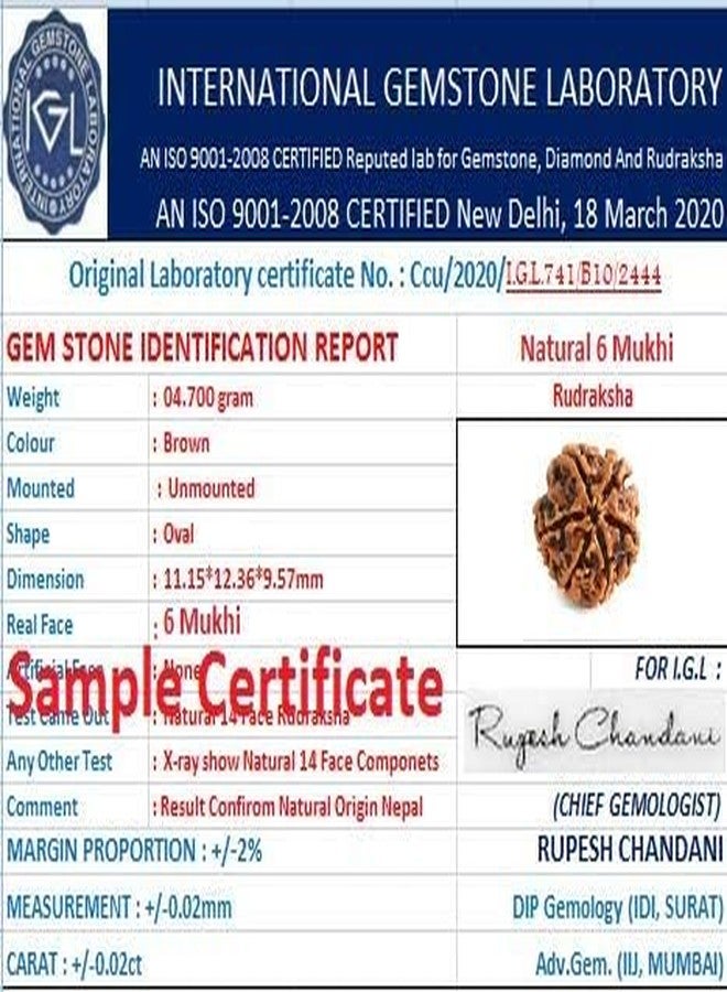 Certified Gems 6 Mukhi Rudraksha Pendant 6 Face Rudraksha 6 Mukhi Rudraksha Original Certified Nepal 6 मुखी Shiva 6 Mukhi Nepali Rudraksha Six Mukhi Rudraksha by Certified Gems - Image 5