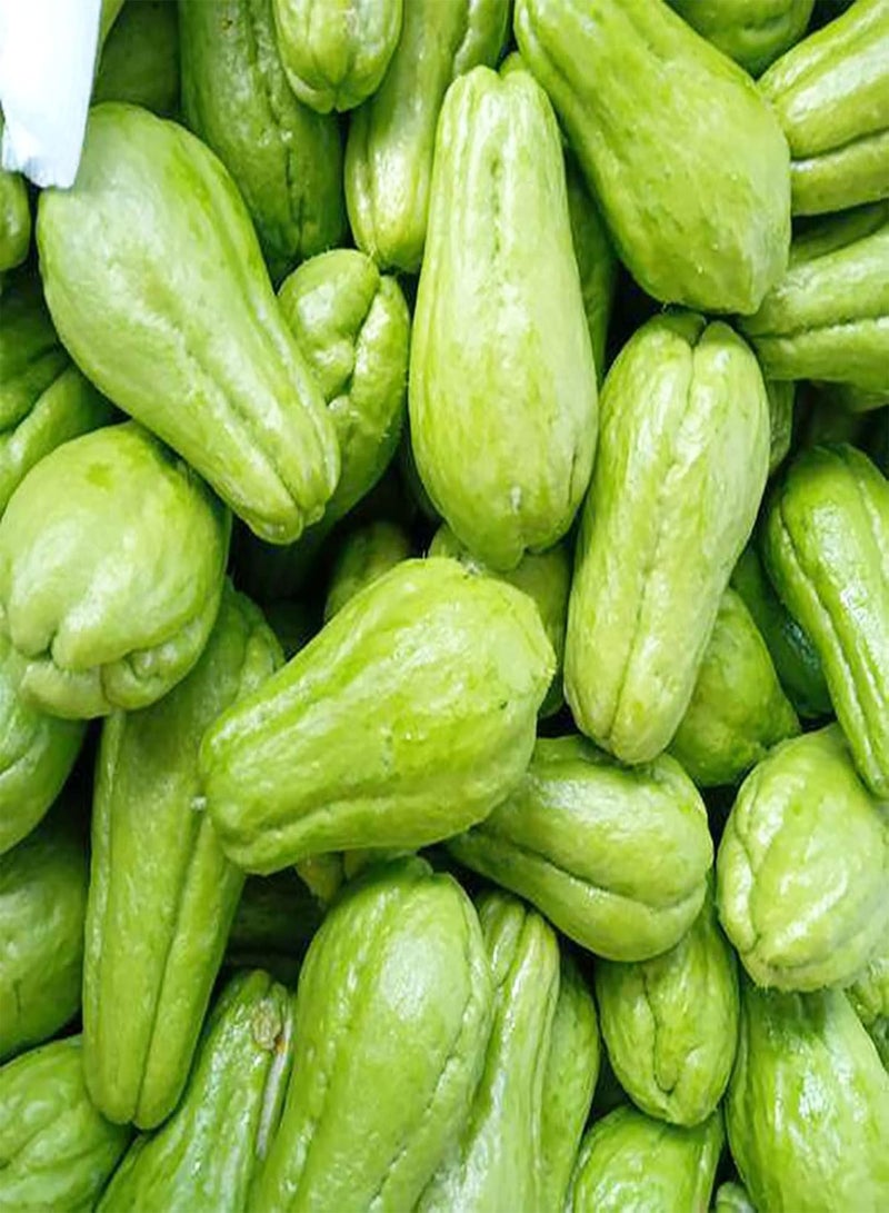 GGOOT 100Pcs Plant Seeds Climbing Moist Subtropical Fresh Assorted Natural Chayote Seeds Garden Accessories Seeds - Image 5
