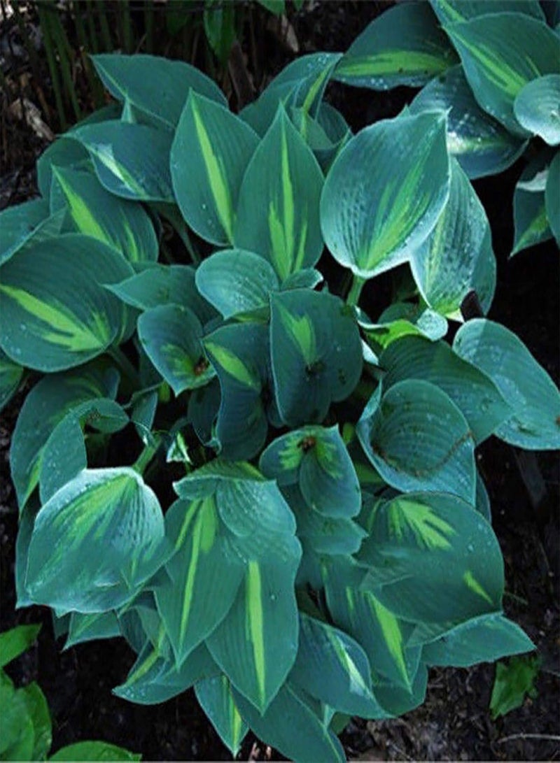 جي جوت كيس واحد من بذور هوستا، بذور زهور طبيعية متعددة الألوان، علاجية، مناسبة للشرفات والبستنة - Image 2