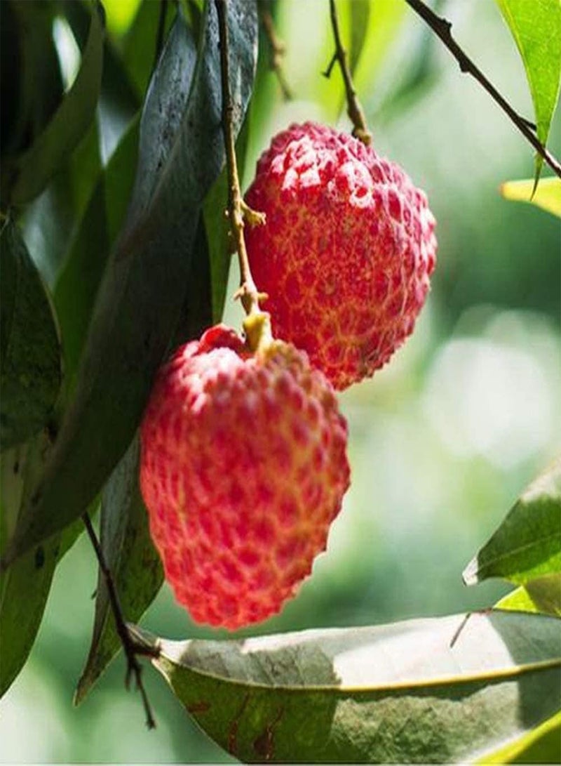 جي جوت قطع من بذور الليتشي، أصناف الفاكهة المفضلة لدى البستانيين، قشر أحمر لامع، جل شفاف، الليتشي لا غنى عنه في ديكورات الحدائق والعطلات - Image 2