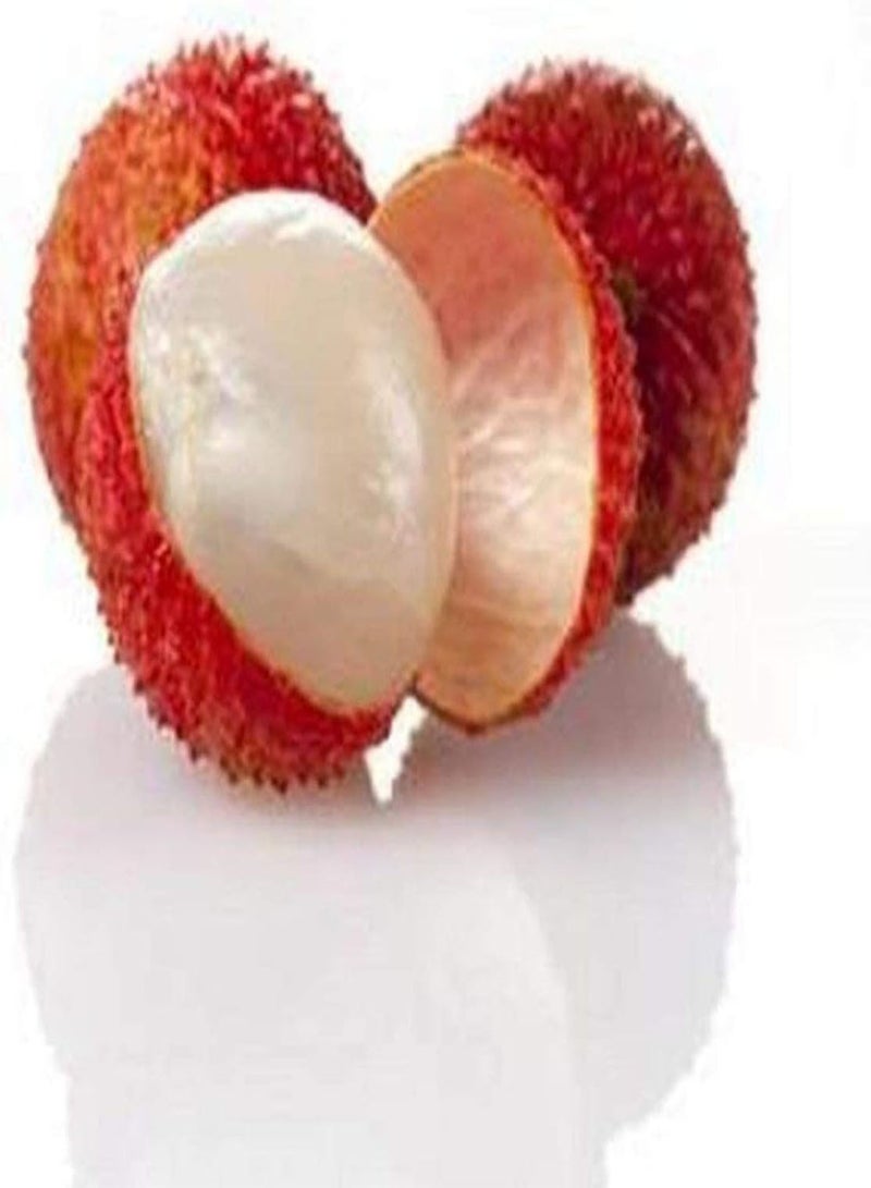 جي جوت قطع من بذور الليتشي، أصناف الفاكهة المفضلة لدى البستانيين، قشر أحمر لامع، جل شفاف، الليتشي لا غنى عنه في ديكورات الحدائق والعطلات - Image 3