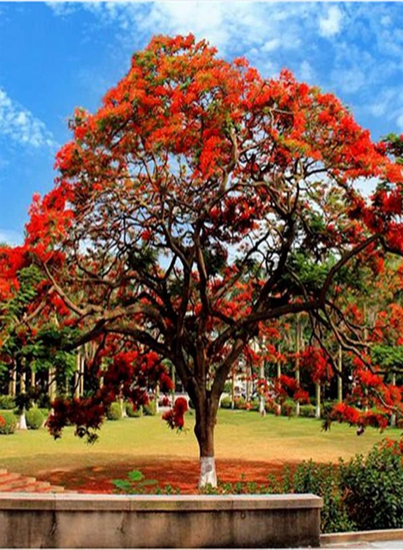 GGOOT 10Pcs Poinciana Seeds Beautiful Ornamental Flamboyant Trees Planted in an Outdoor Courtyard Create Unique Artistic Landscape - Image 1