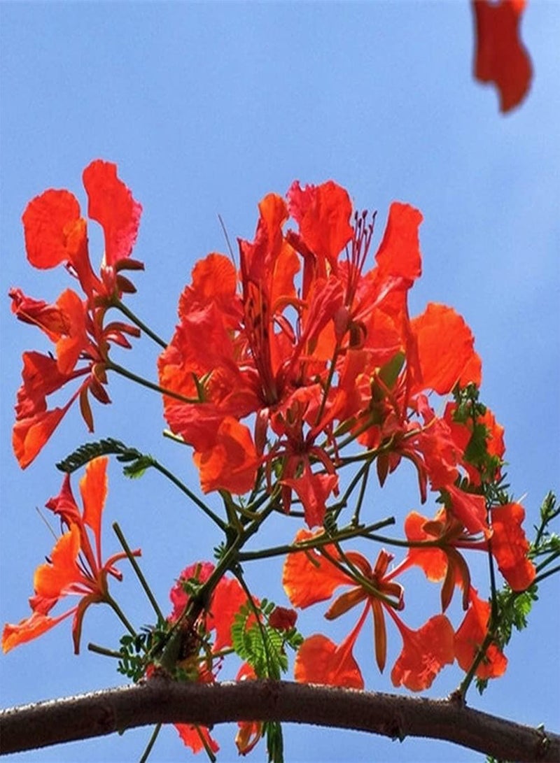 GGOOT 10Pcs Poinciana Seeds Beautiful Ornamental Flamboyant Trees Planted in an Outdoor Courtyard Create Unique Artistic Landscape - Image 2