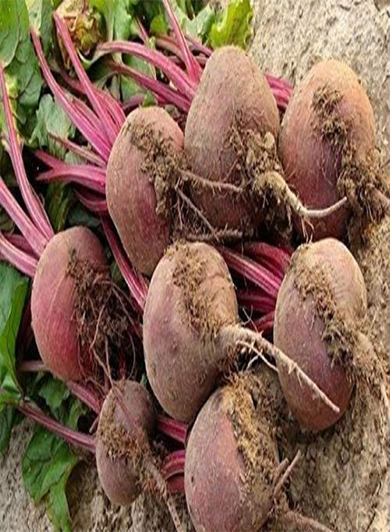 GGOOT Beetroot   Coated seeds