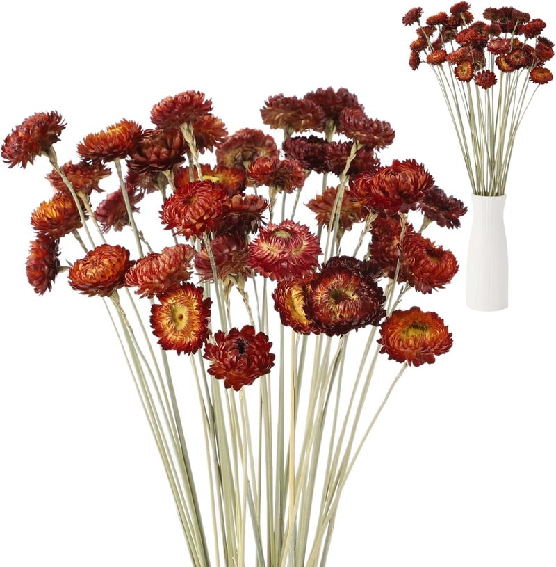 40 Pcs Real Red Strawflowers Dried Flowers, 15.7 in, Natural Bulk for Home Decor, DIY Floral Arrangement, Wedding & Party - Image 1