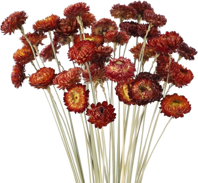 40 Pcs Real Red Strawflowers Dried Flowers, 15.7 in, Natural Bulk for Home Decor, DIY Floral Arrangement, Wedding & Party - Image 3