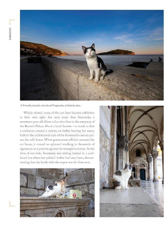PLUME Cats of the World - Image 5
