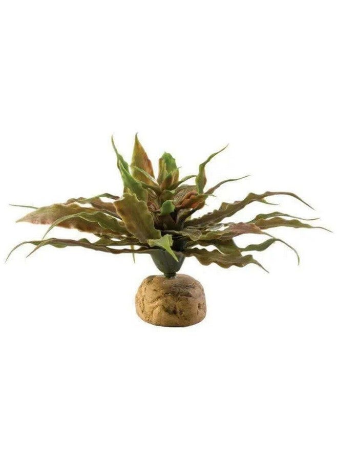 إكسو تيرا ستار نبات الصبار تررم