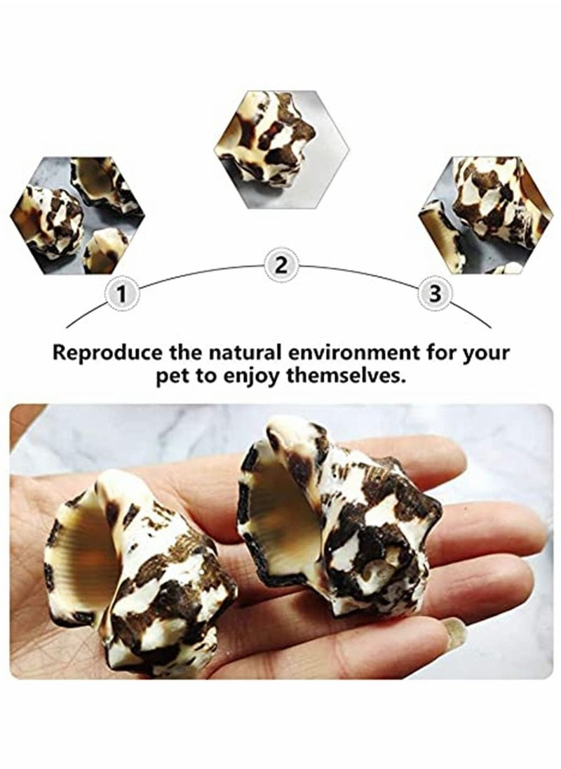 Y&D Shell Decorations, 1 Pcs Aquarium Conch Sea Shells Beach Seashells Fish Tank Decor, Cave for Hiding Accessories Decorations  - Image 3