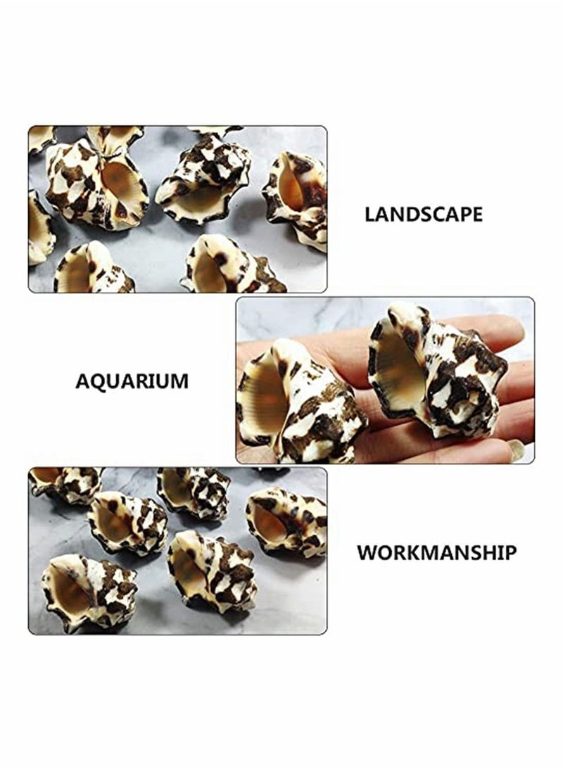 Y&D Shell Decorations, 1 Pcs Aquarium Conch Sea Shells Beach Seashells Fish Tank Decor, Cave for Hiding Accessories Decorations  - Image 5