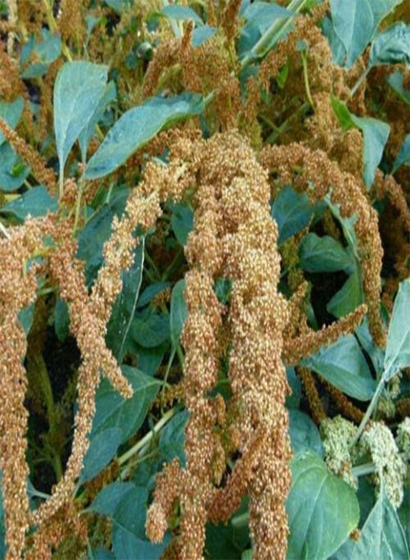 GGOOT Amaranthus Hot Biscuits Amaranthus Cruentus (PKD) - 100 Bulk Seeds
