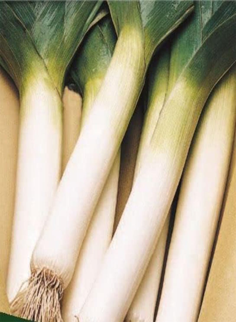 GGOOT 265 Seeds of Leek Musselburgh, Grow Your Own Vegetables Garden Treasures