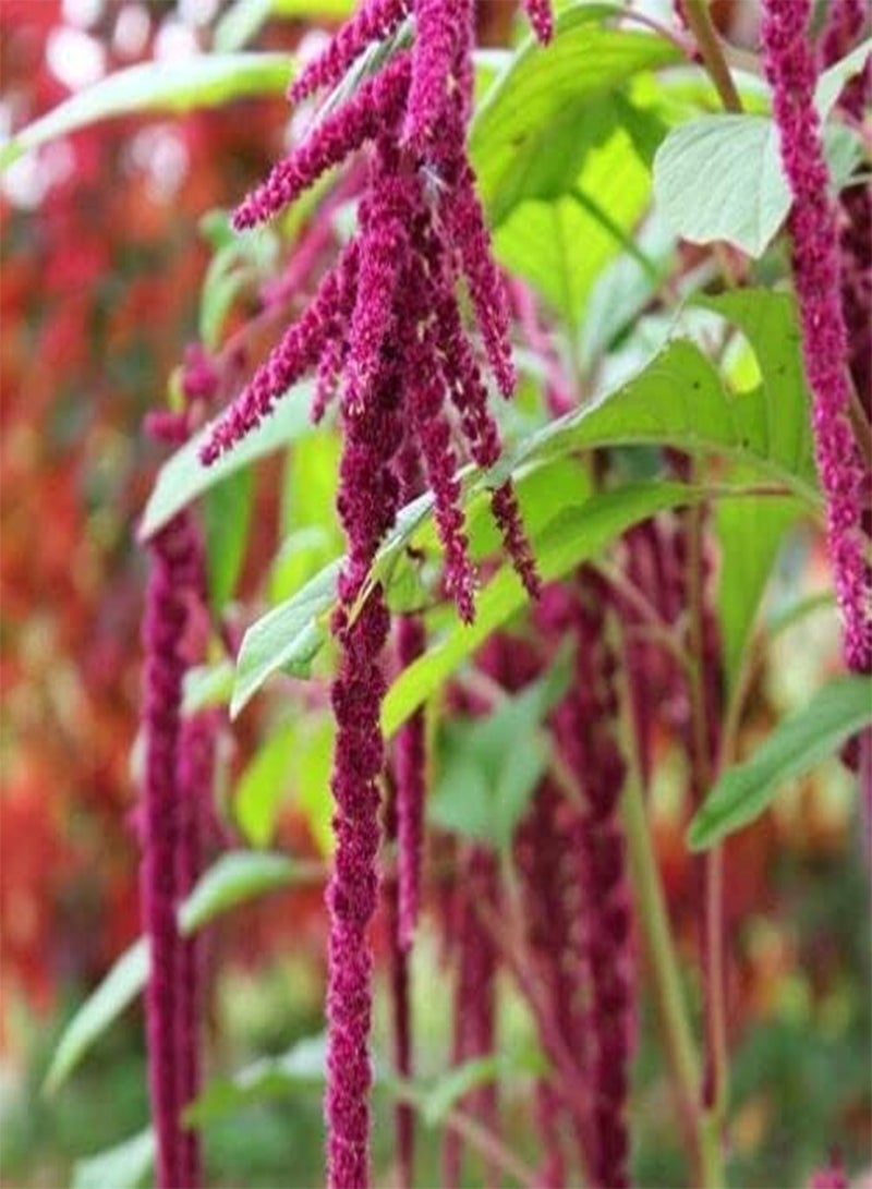 جي جوت 100 بذرة من نبات الأمارانث - الأمارانثوس - بلس - Image 2